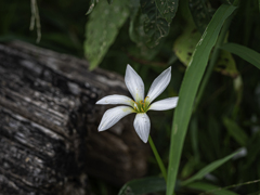 SIGMA 56mm F1.4 DC DN 59