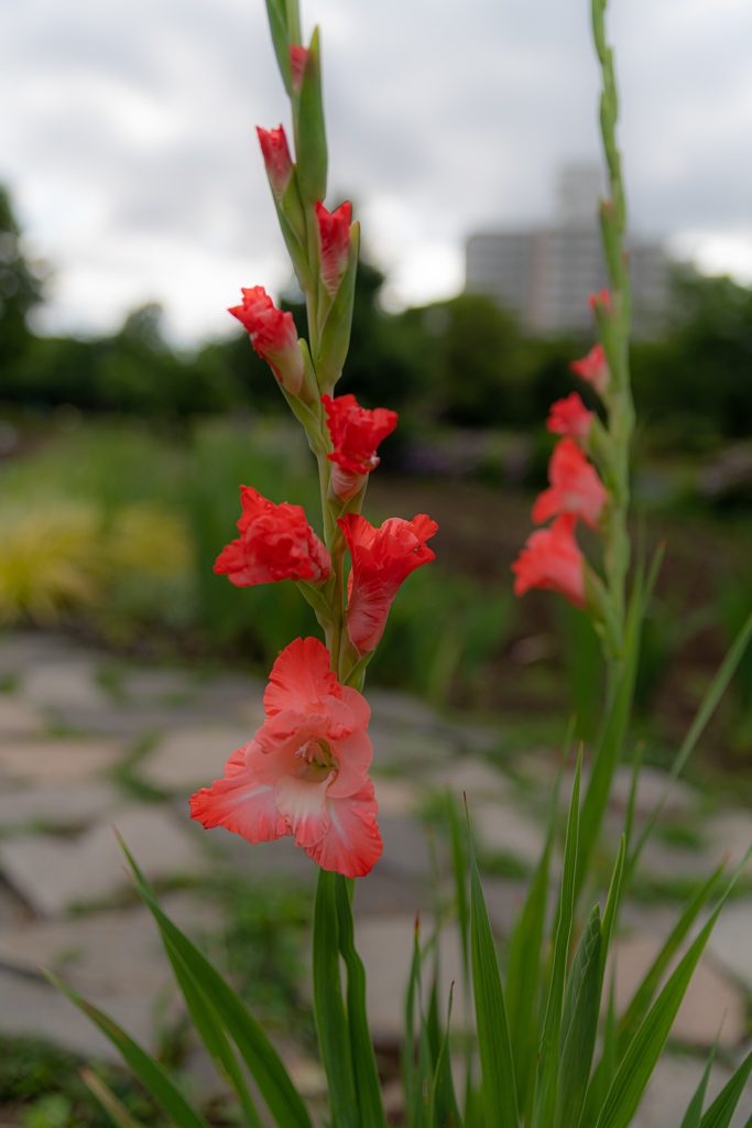 美しい　赤オレンジの花