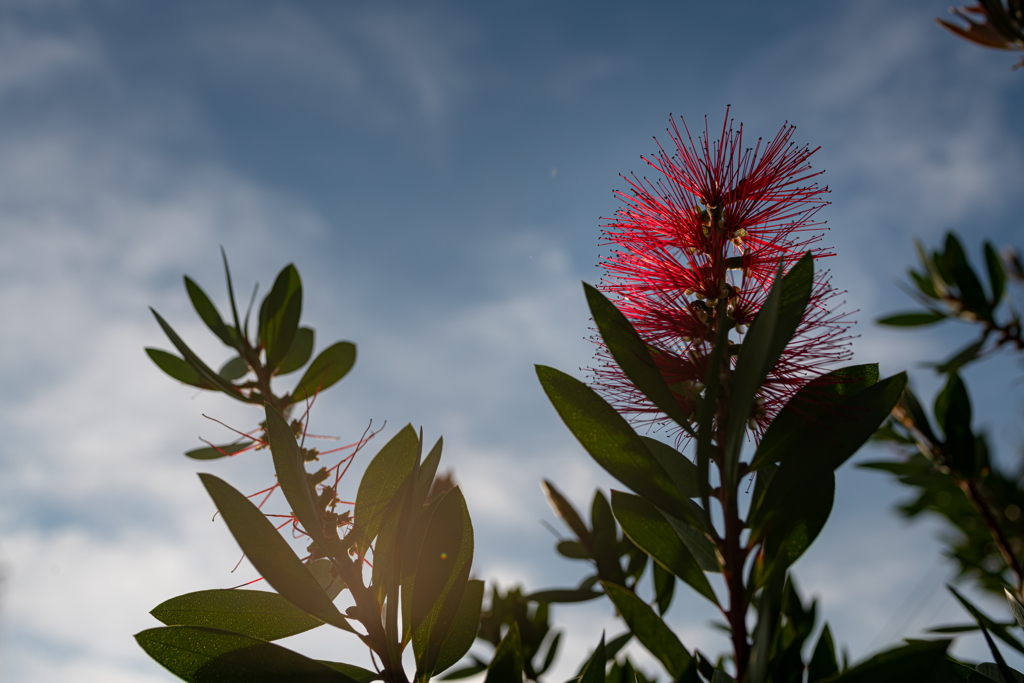 秋の花　④