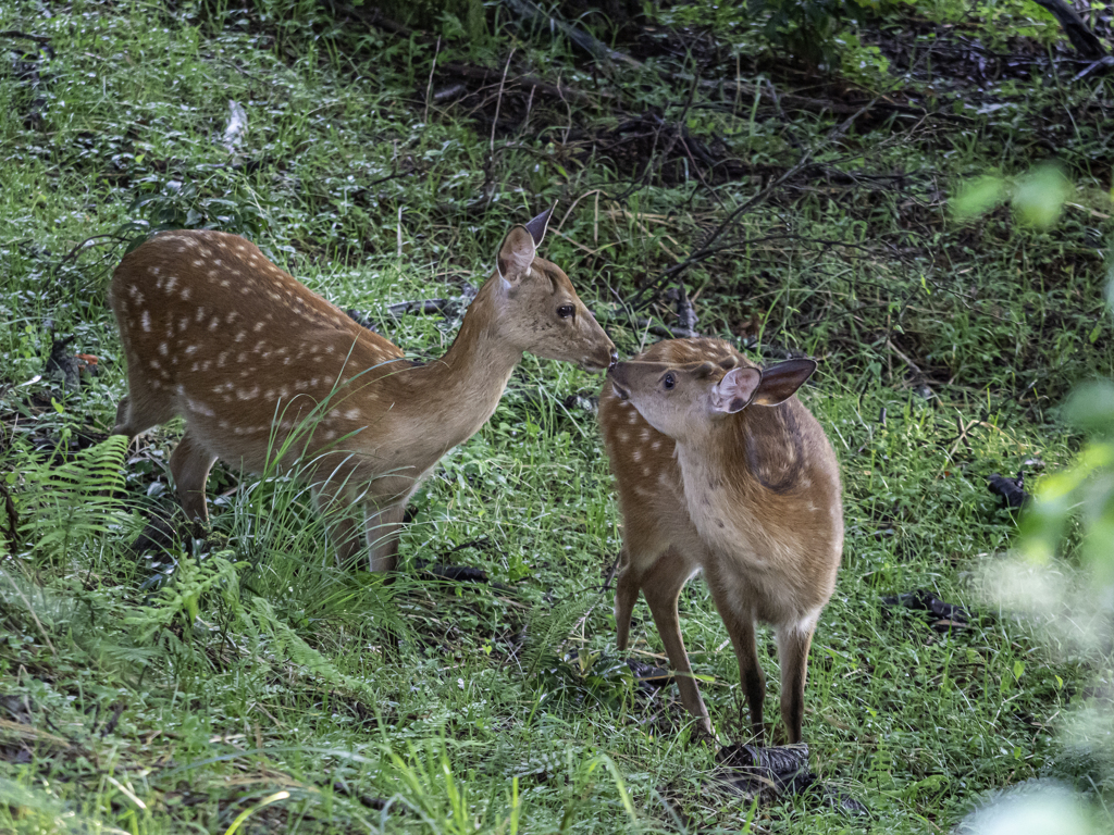 G9 Pro 作例27 鹿のキス