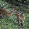 G9 Pro 作例27 鹿のキス