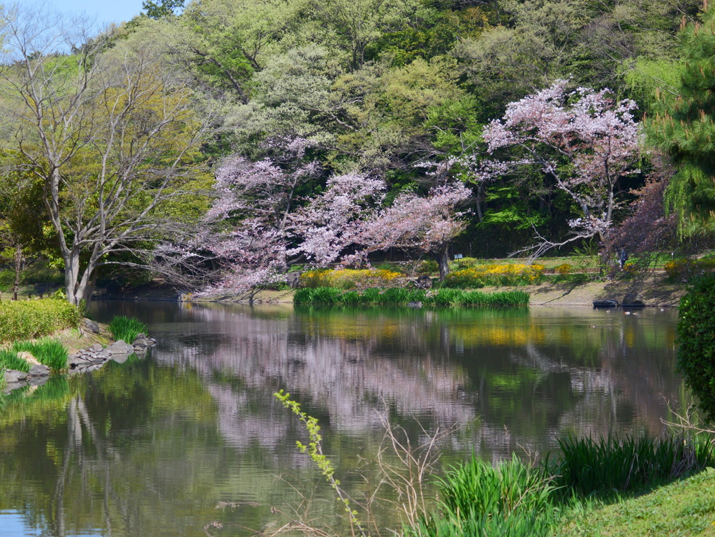 GH6 + LUMIX G X VARIO PZ 45-175mm②