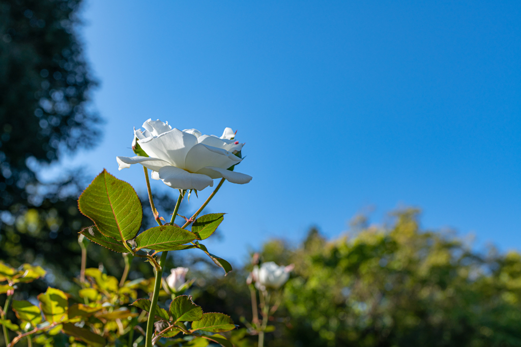 秋の薔薇　①