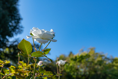 秋の薔薇　①