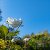 秋の薔薇　①