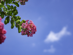 SIGMA 56mm F1.4 DC DN ⑫