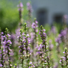 SIGMA 56mm F1.4 DC DN ⑰