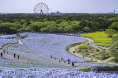 ひたち海浜公園⑦