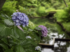 G9 Pro 作例04 向島百花園のアジサイ