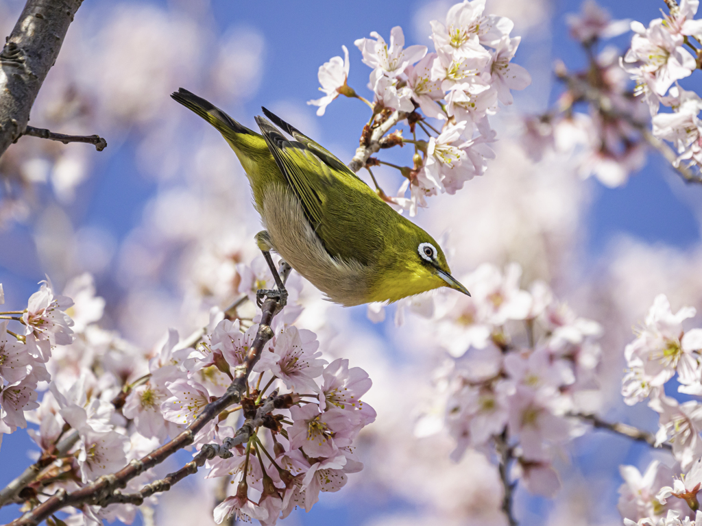 メジロと桜