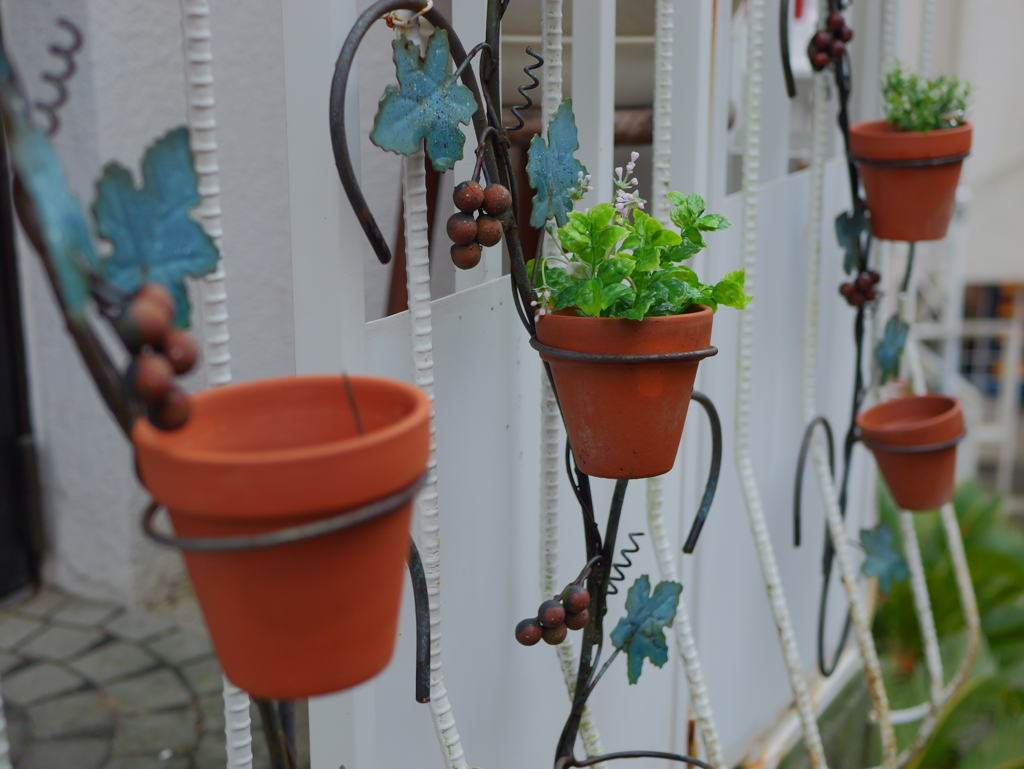 GH6 + LUMIX G 25mm/F1.7 ASPH.④