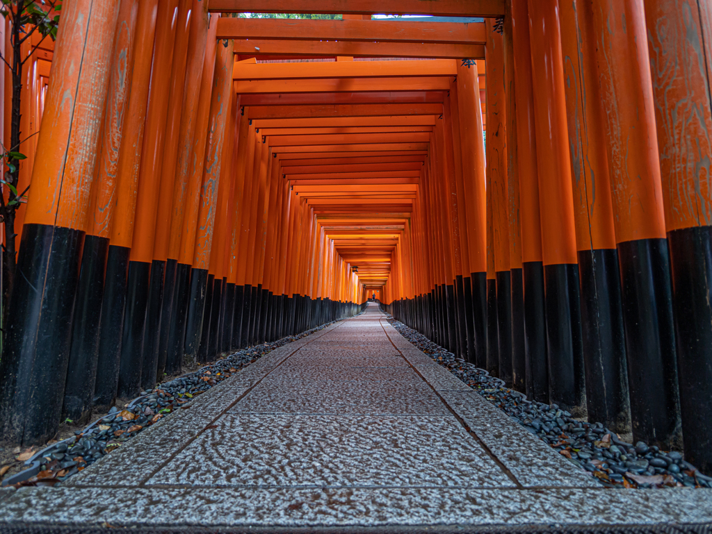 京都・伏見稲荷 + LEICA SUMMILUX 9mm With GH6⑧