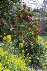 春の花々