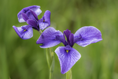 菖蒲