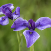 菖蒲