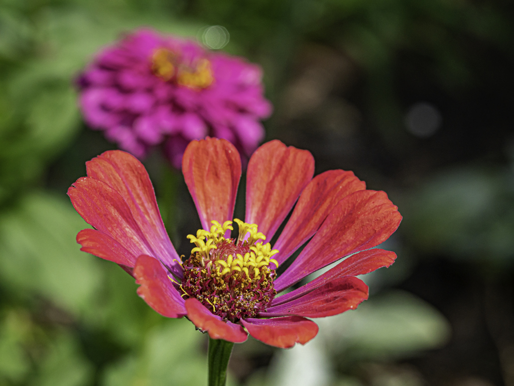 SIGMA 56mm F1.4 DC DN 26