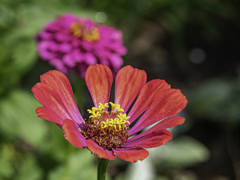 SIGMA 56mm F1.4 DC DN 26