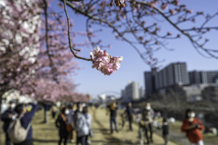 河津桜 河津桜