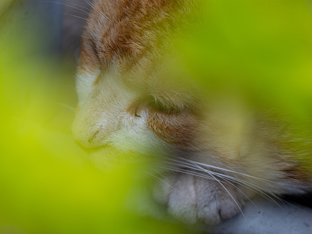 GH6 + LUMIX G VARIO 100-300mm/F4-5.6 II⑤