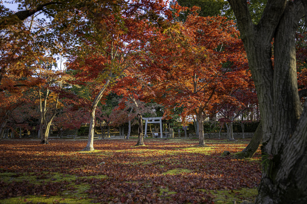 岡山-後楽園-05