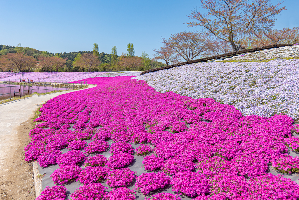 S5 MarkⅡ + 20-60mm With 東京ドイツ村⑧