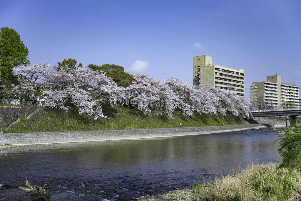 桜・京都