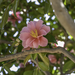 冬の花