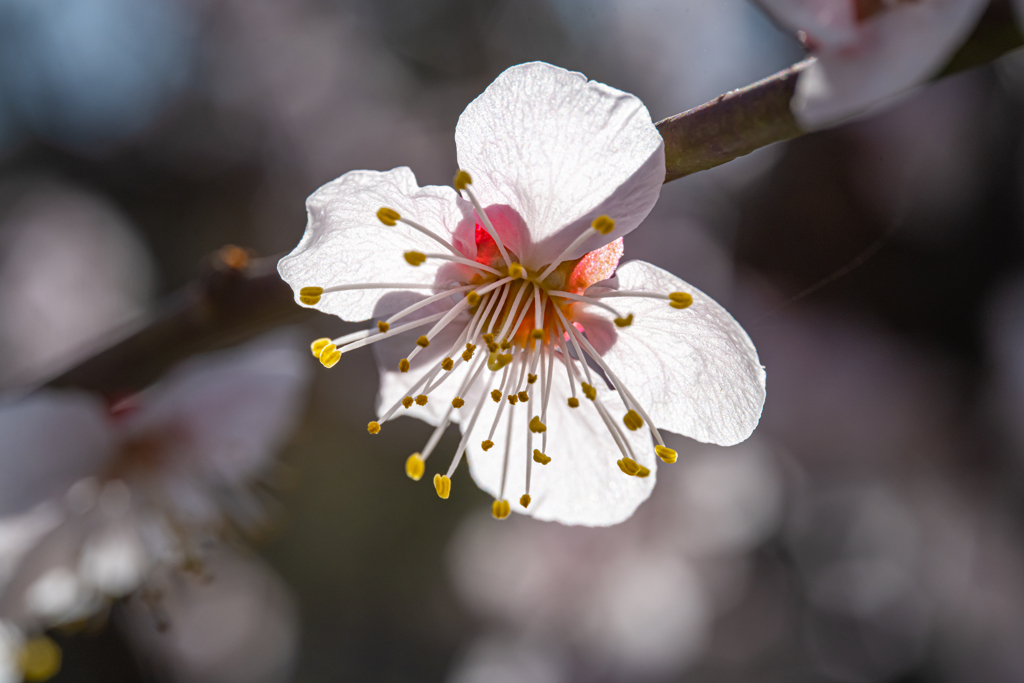 LAOWA Mini 85mm F5.6 2X Ultra Macro ⑩