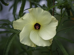 SIGMA 56mm F1.4 DC DN 58