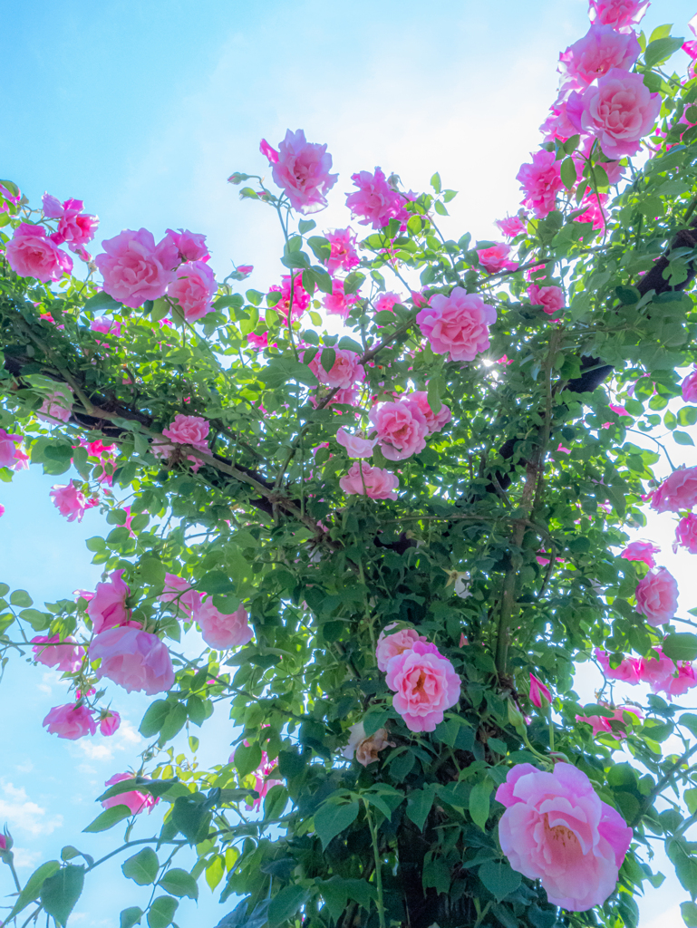 花 + GH6 ⑧