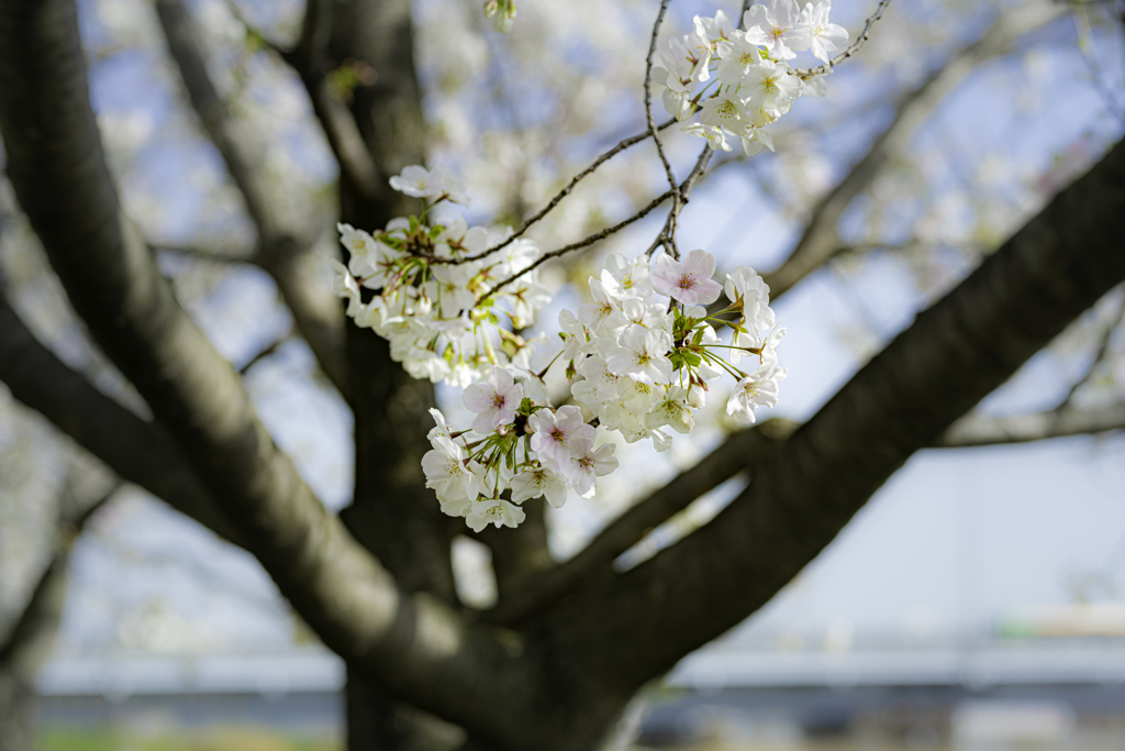 シグマ 85mm F1.4 DG HSM 春花作例③