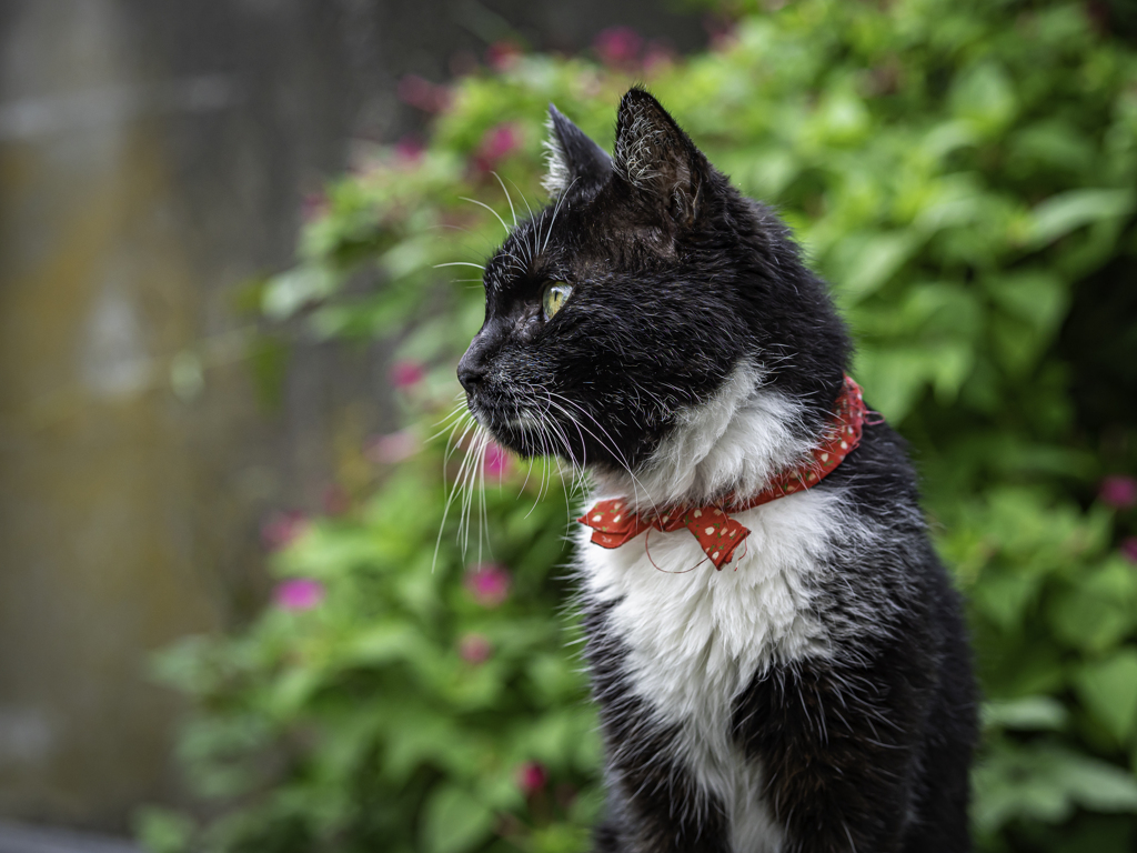 SIGMA 56mm F1.4 DC DN 56