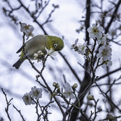 野鳥