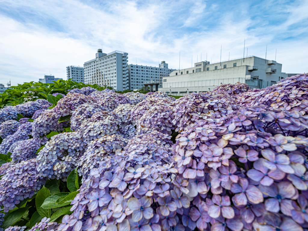 GH6 + LEICA DG SUMMILUX 9mm/F1.7 ASPH. ⑥