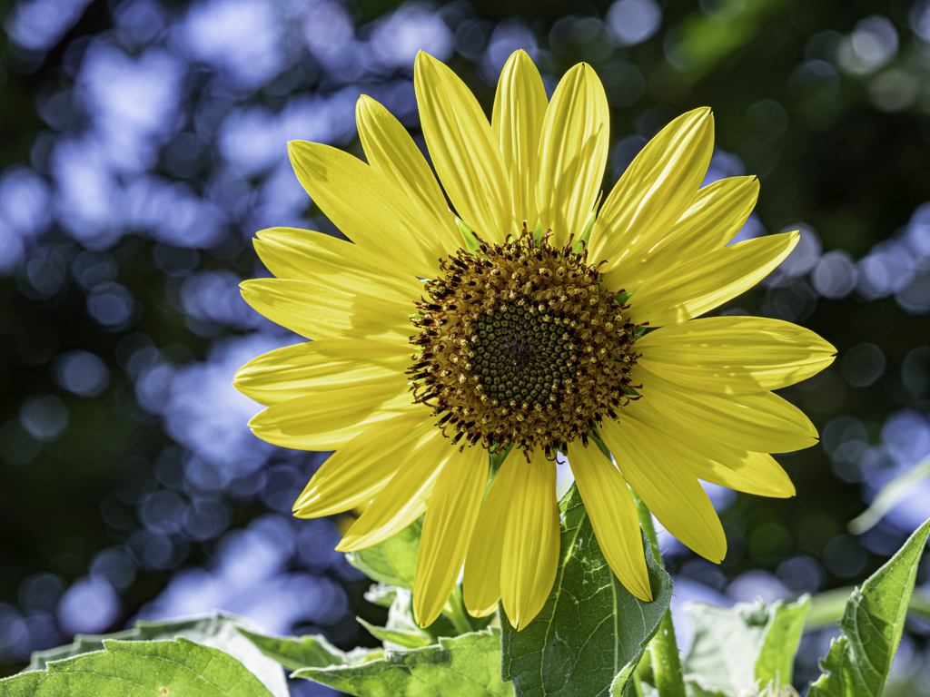 SIGMA 56mm F1.4 DC DN ⑤