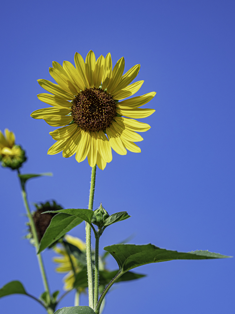 SIGMA 56mm F1.4 DC DN 31
