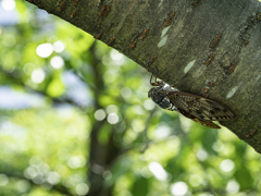 SIGMA 56mm F1.4 DC DN ①
