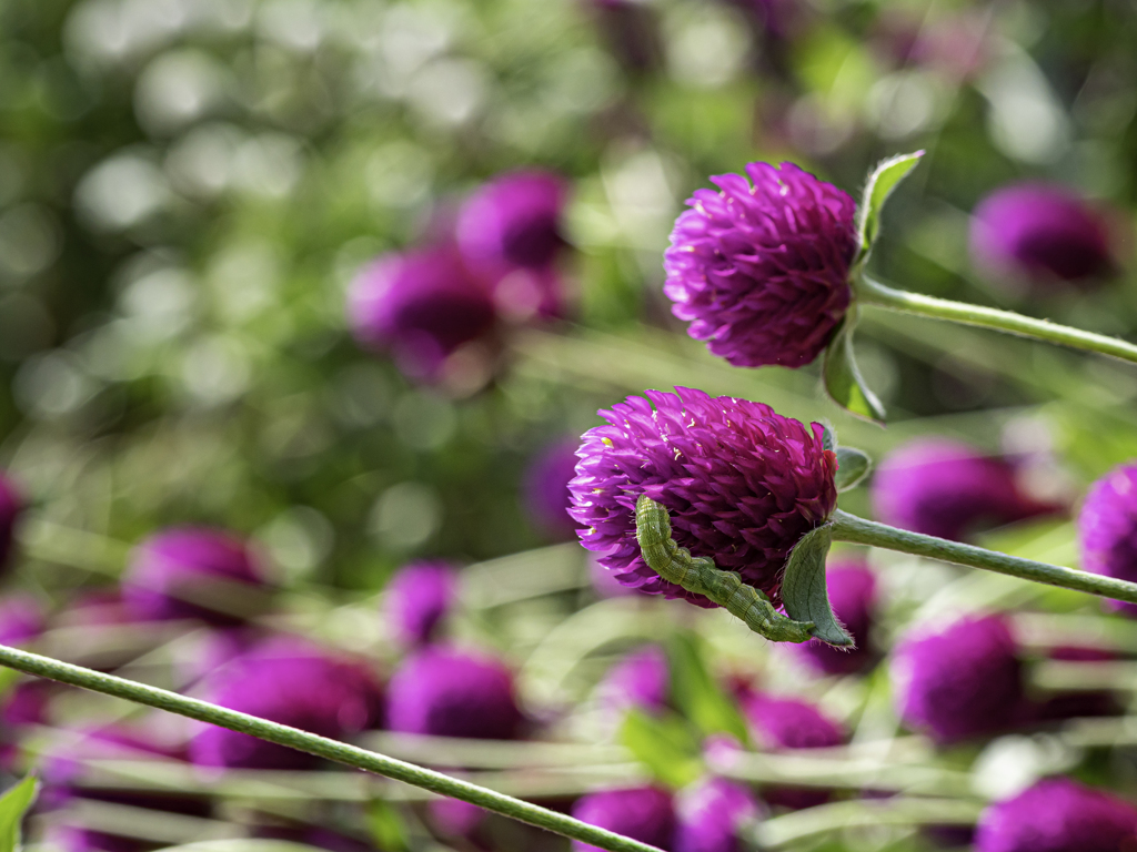 SIGMA 56mm F1.4 DC DN ⑦