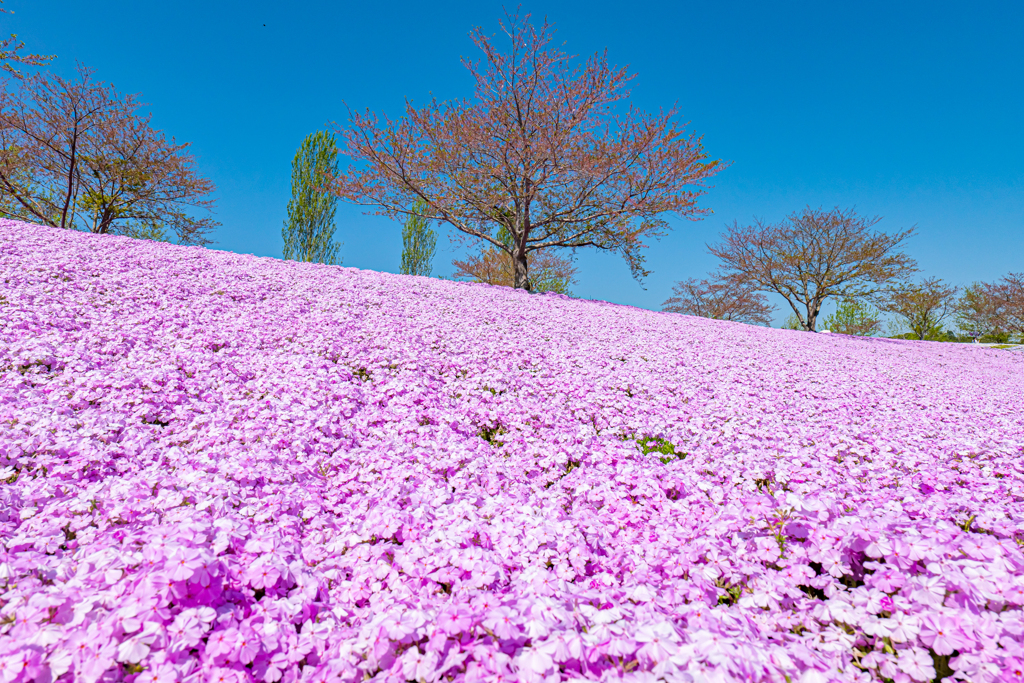 S5 MarkⅡ + 20-60mm With 東京ドイツ村⑪