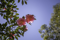 冬の花