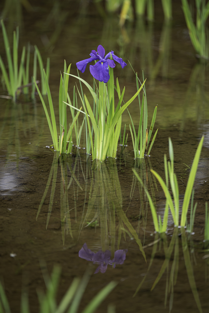菖蒲