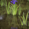 菖蒲
