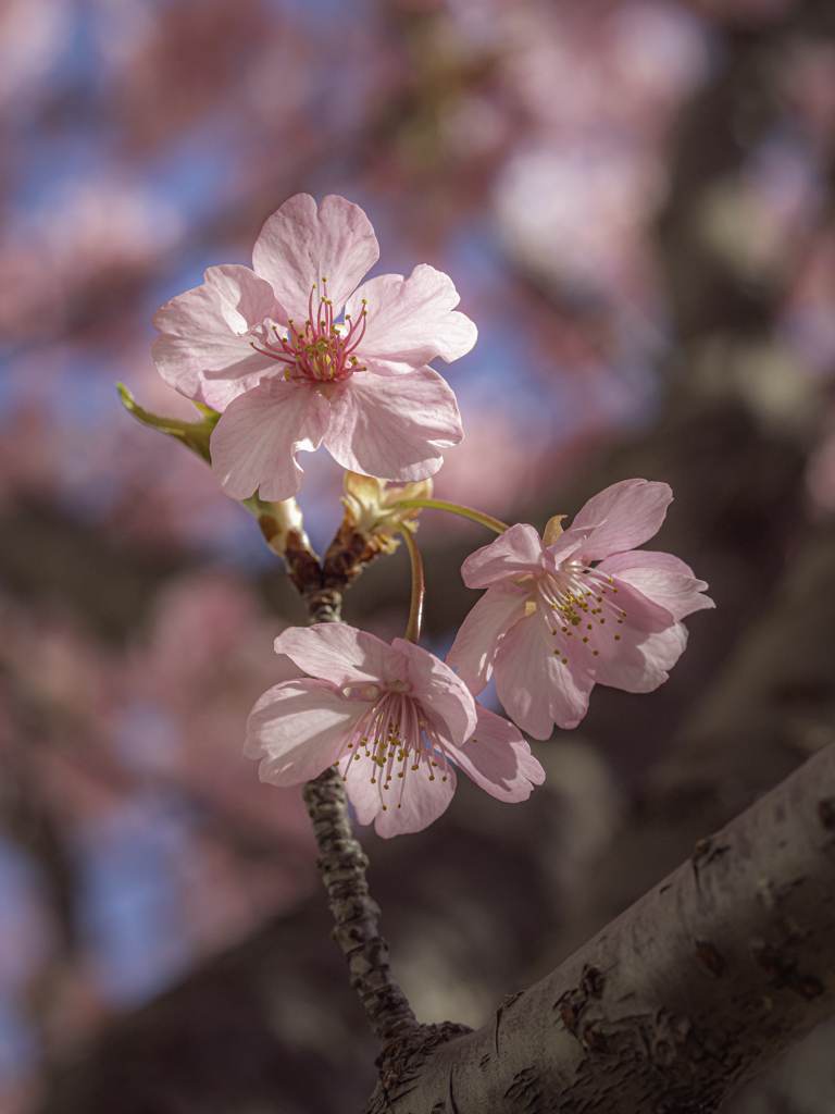 河津桜