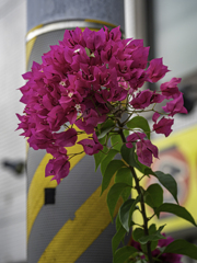 SIGMA 56mm F1.4 DC DN 55