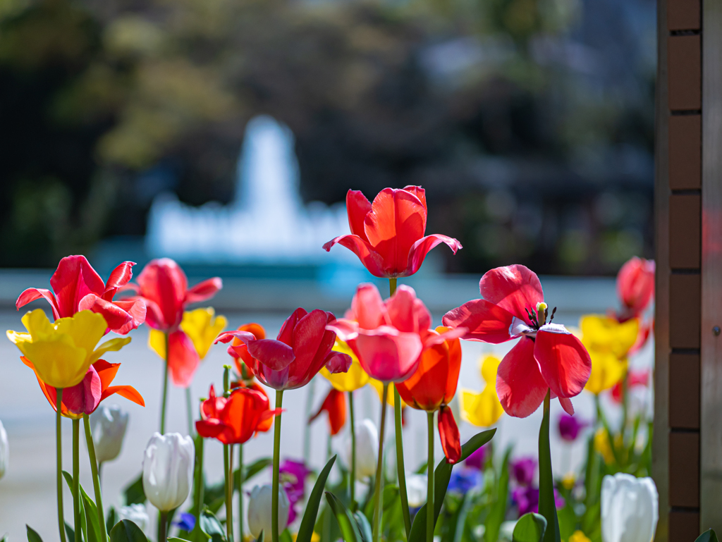 GH6 + シグマ 56mm F1.4 DC DN②