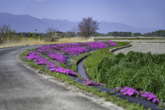 琵琶湖周辺　芝桜