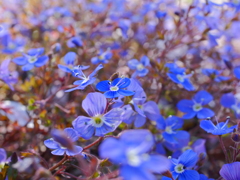 GH6+LUMIX G MACRO 30mm/F2.8⑨