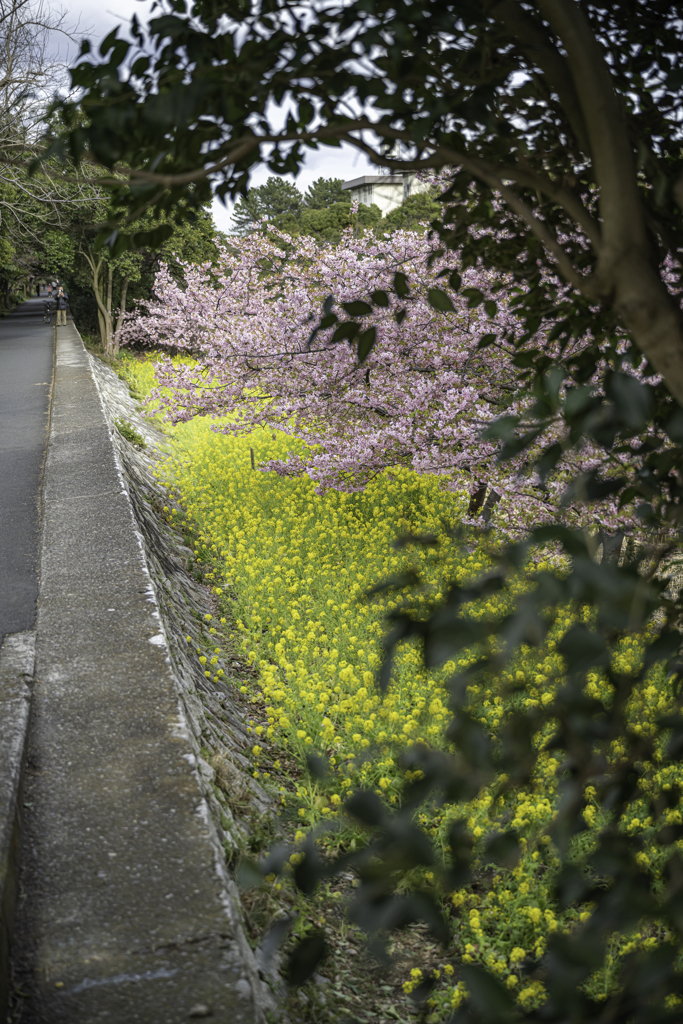 河津桜と菜の花③