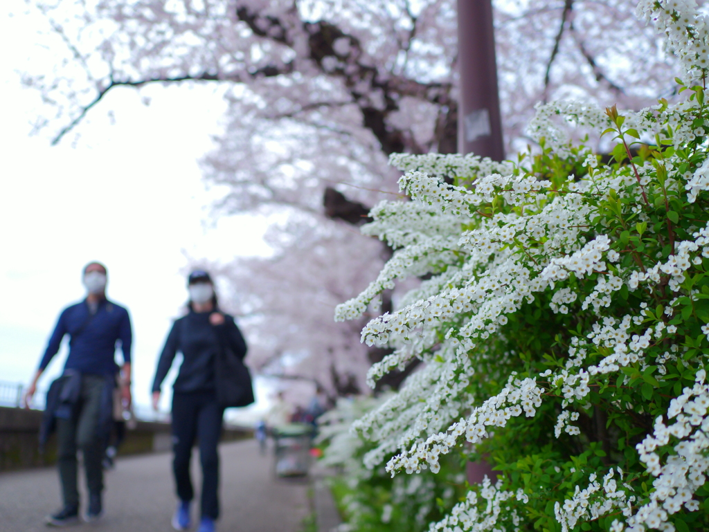 GH6 + LEICA DG SUMMILUX 15mm/F1.7 ASPH ⑧