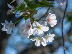 GH6 + シグマ 56mm F1.4 DC DN⑥